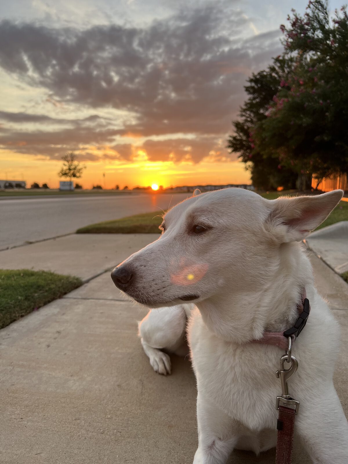 My dog at golden hour